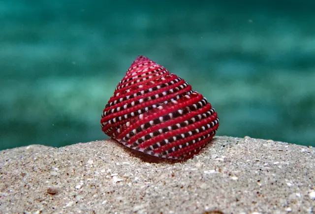 Pharao Turban
